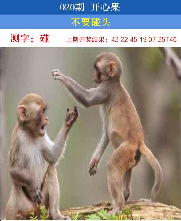 020期开心果[图]