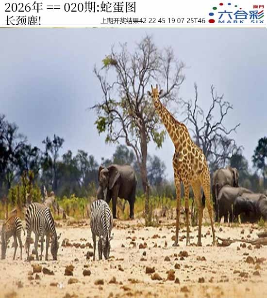 020期正版蛇蛋图[图]
