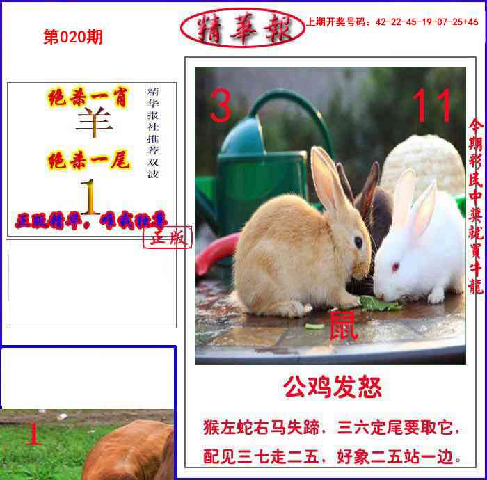020期新精华报报[图]