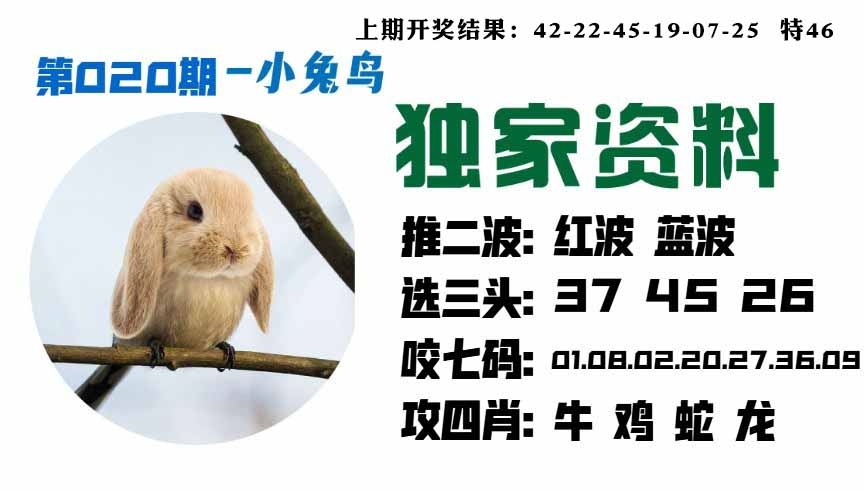 020期小兔鸟[图]